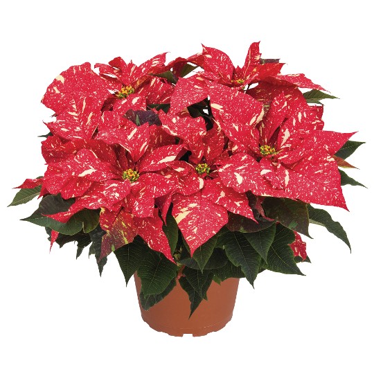 Primero Red Glitter
