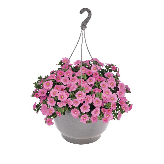 Aloha Kona Soft Pink