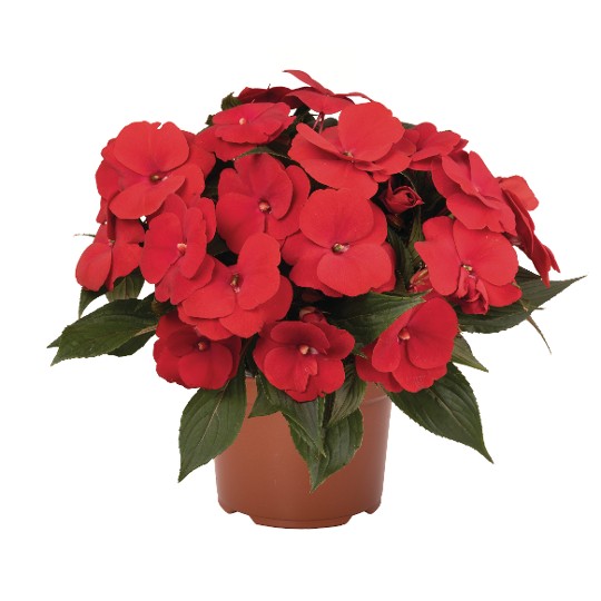 Petticoat® True Red