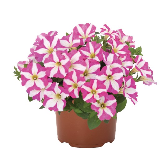 Peppy® Pink 92 (Smartunia Windmill) (Intrinsa)