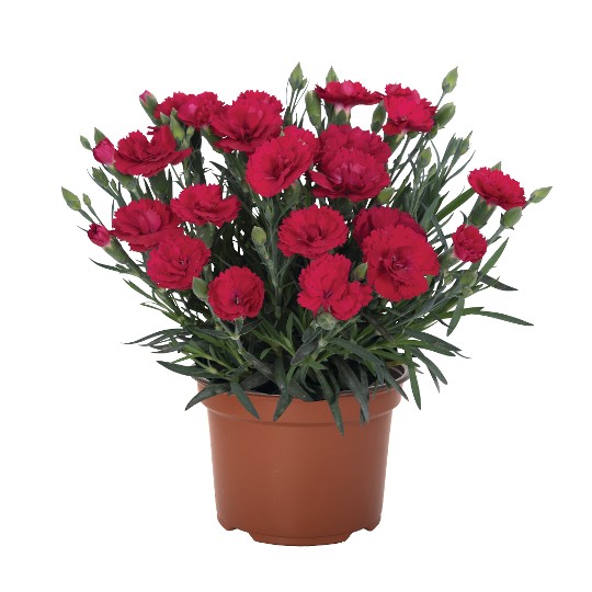 Rock Double Red