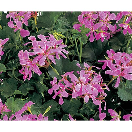 Classic Single Decora Lilac