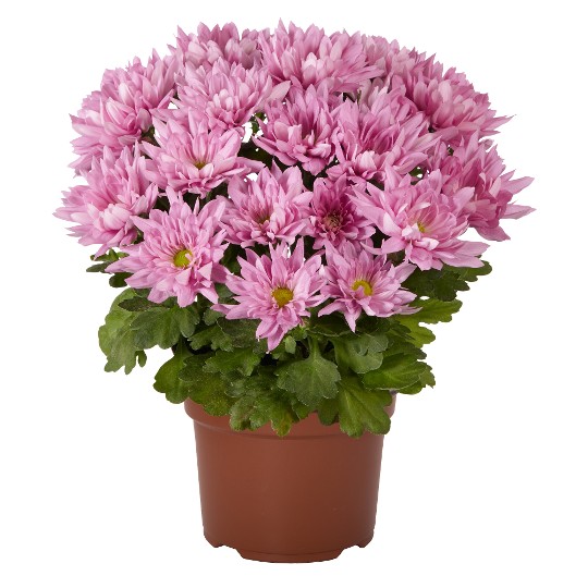 Breeze Pink