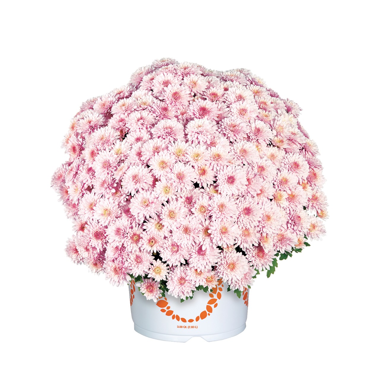 Touchdown Bicolor Pink - Products - Dümmen Orange