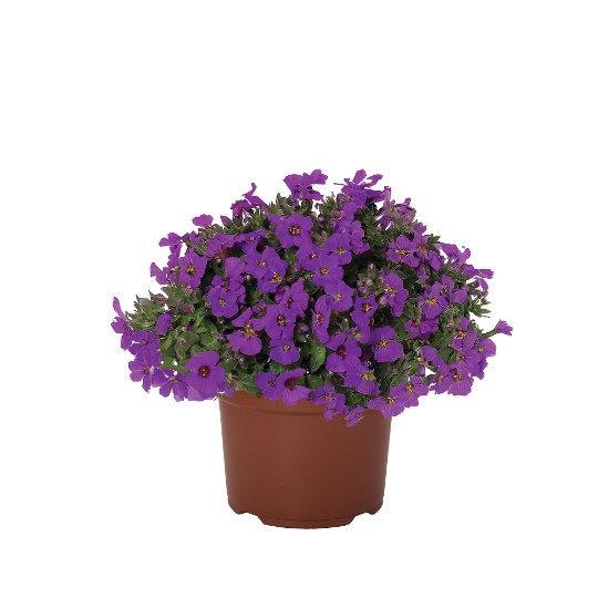Rock On Late Purple