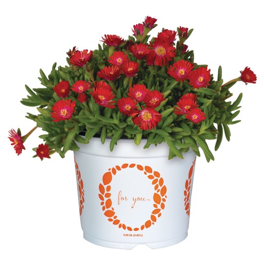 Rock Crystal Candy Red
