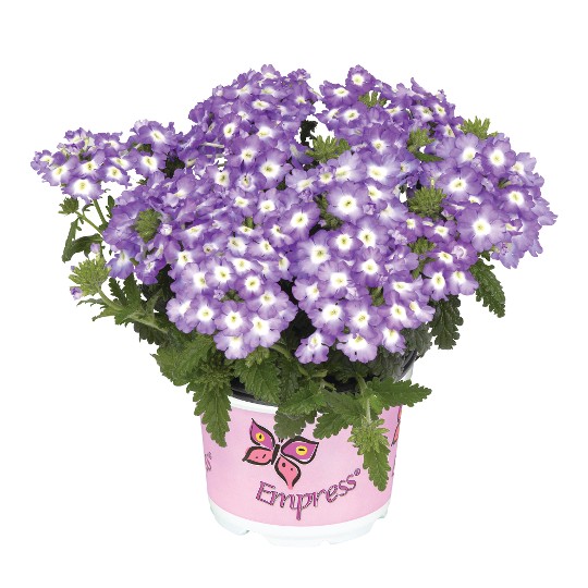 Empress® Flair Blue Charme