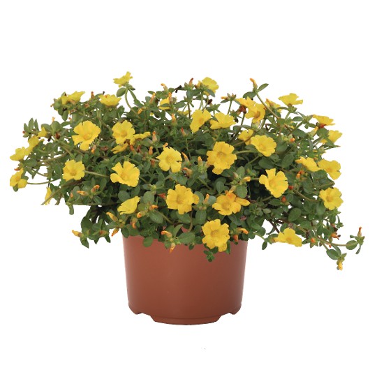 Cupcake Yellow