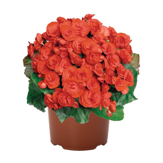Amstel Veronica