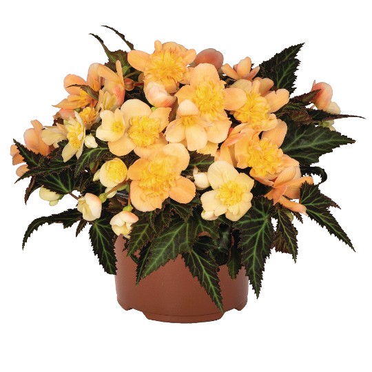 I'CONIA® Bacio Peach