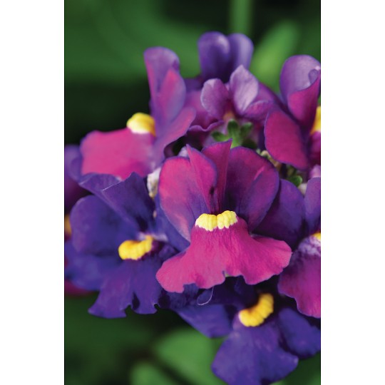 Escential® Bumbleberry