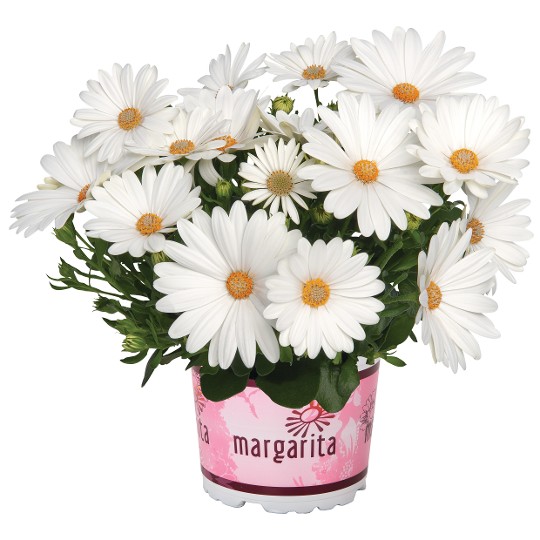 Margarita Creme