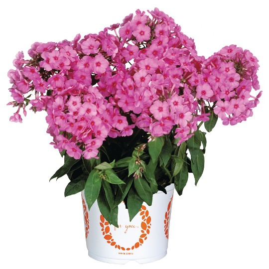 Flame® Pink Imp