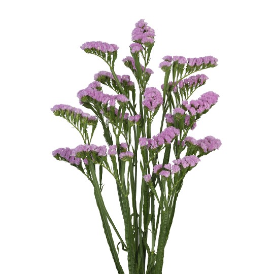 Noemi Pink+