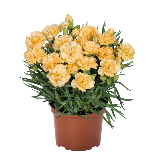 Oriental Gold Star