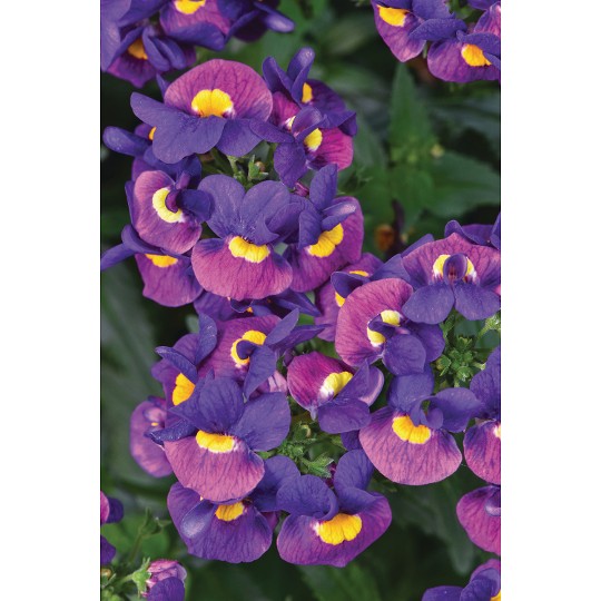 Escential® Sugarberry