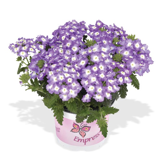 Empress® Sun Lavender Charme 2025