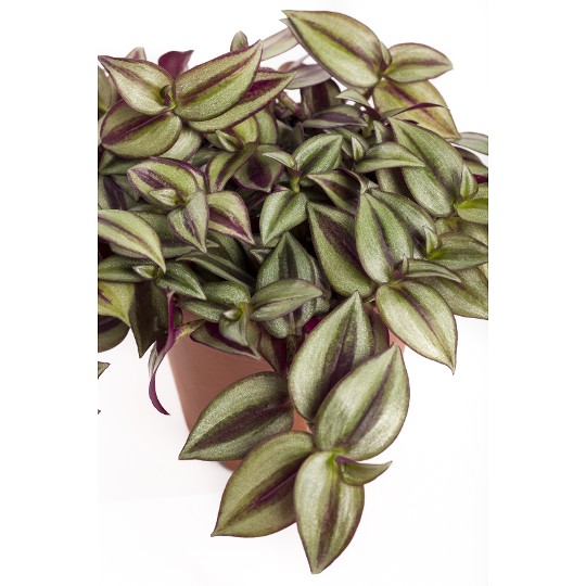 Tradescantia Zebrina