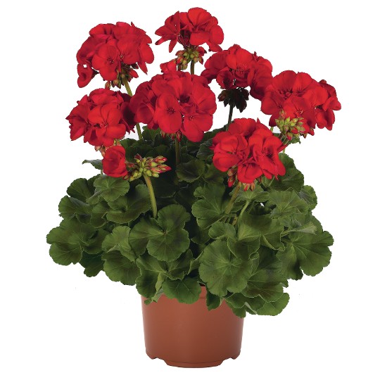 Survivor® Dark Red