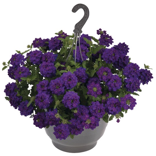 Empress® Sun Violet 2025