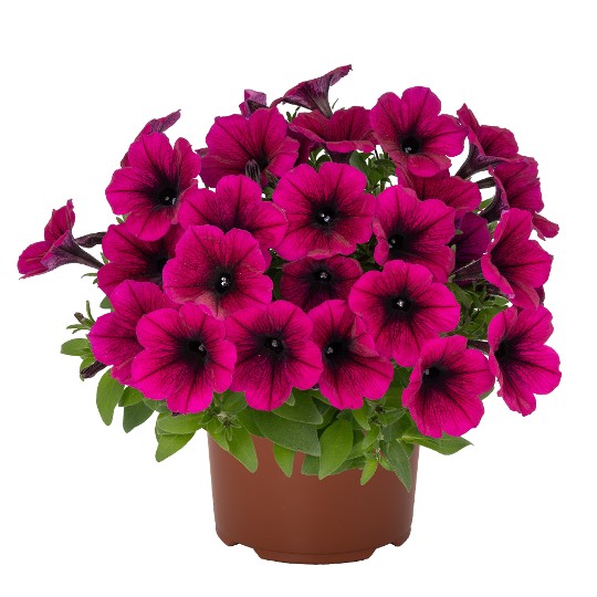 Sweetunia® Kardinal 2027 (Intrinsa)
