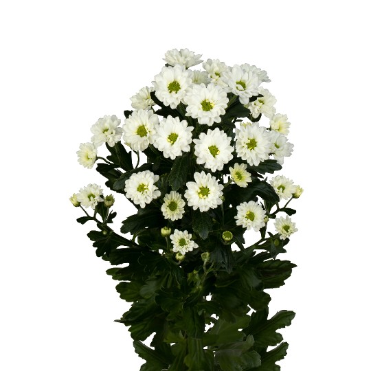 Kindly White