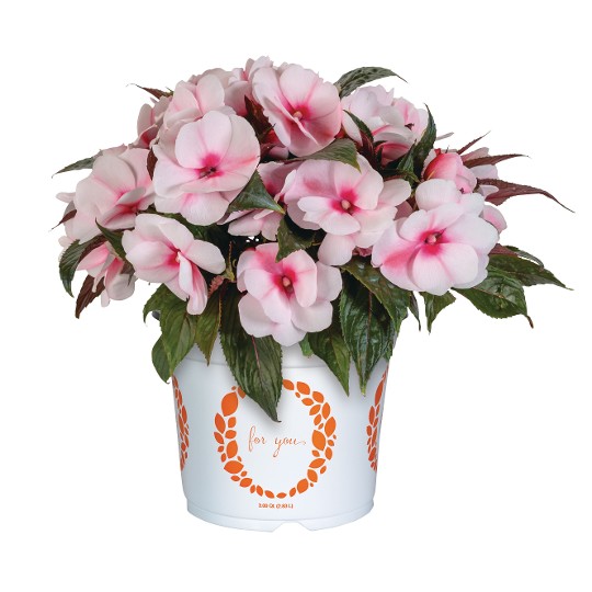 Petticoat® Cherry Blossom