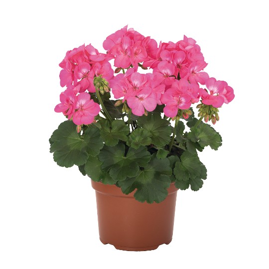 Santana Pink