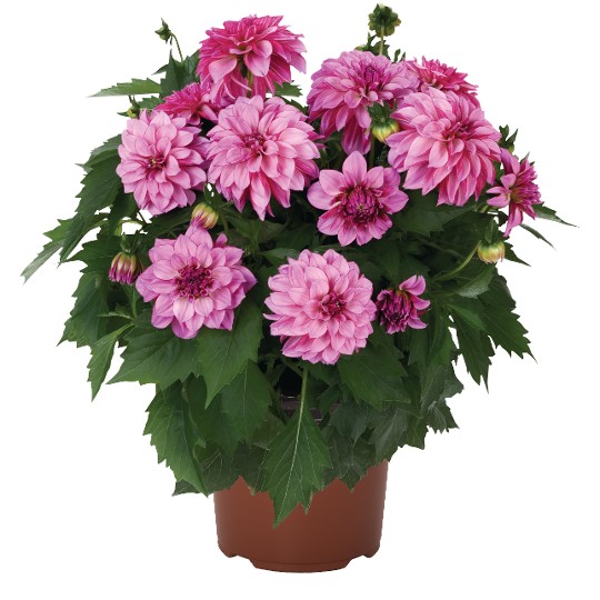 Hypnotica® Pink Bicolor (before Purple Bicolor)