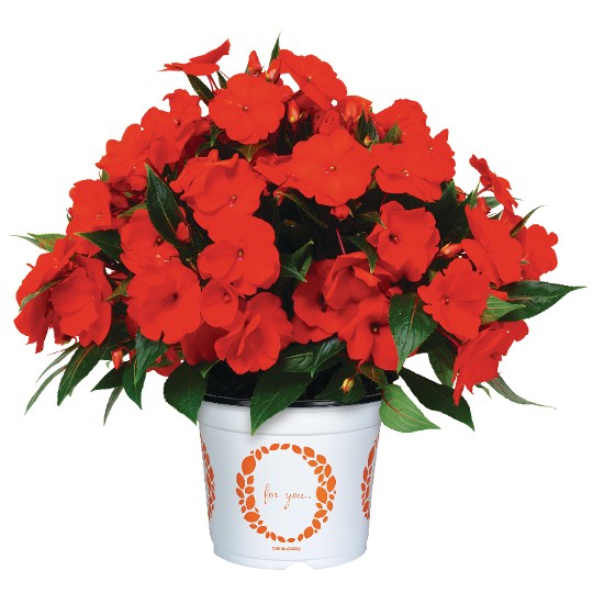 Petticoat® Orange