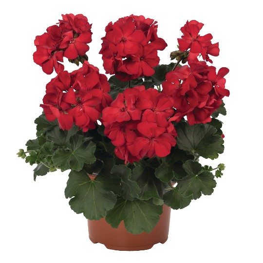 Sarita® Dark Red
