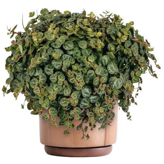 Peperomia String of Turtles