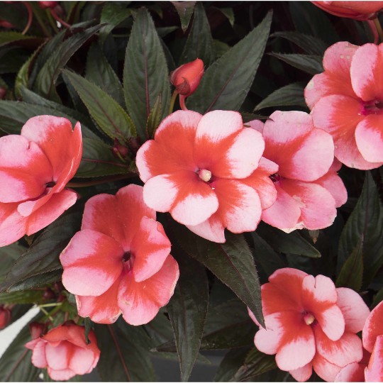 Petticoat® Cherry Star