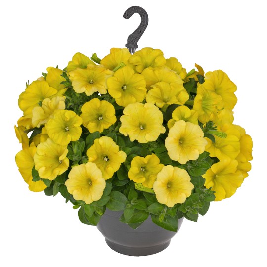 Surprise® Canary Yellow (Intrinsa)