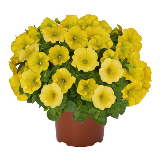 Potunia® Canary Yellow (Intrinsa)