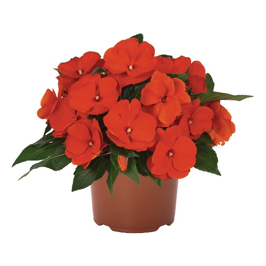 Magnum XL Orange