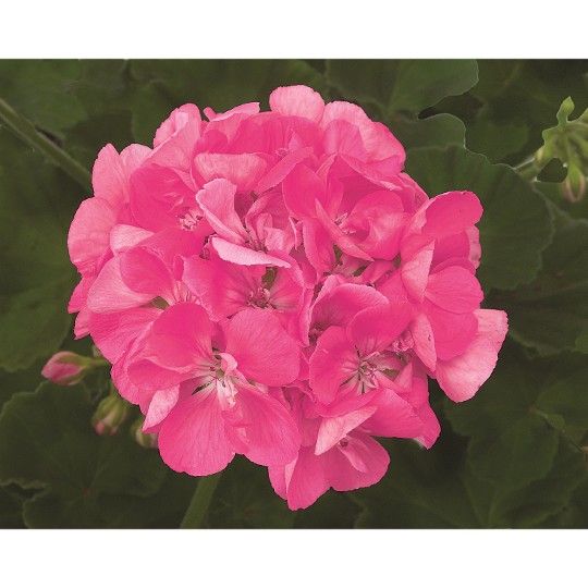 Patriot Bright Pink