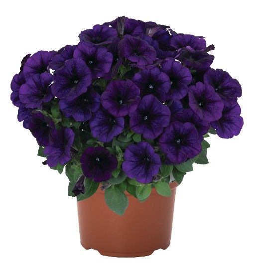 Potunia®+ Cobalt Blue 2027 Intrinsa