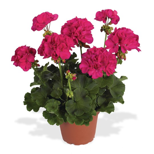 Survivor® Fuchsia