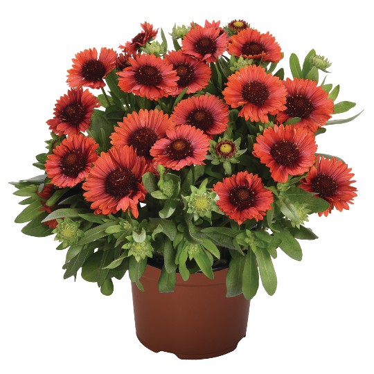 SpinTop® Red