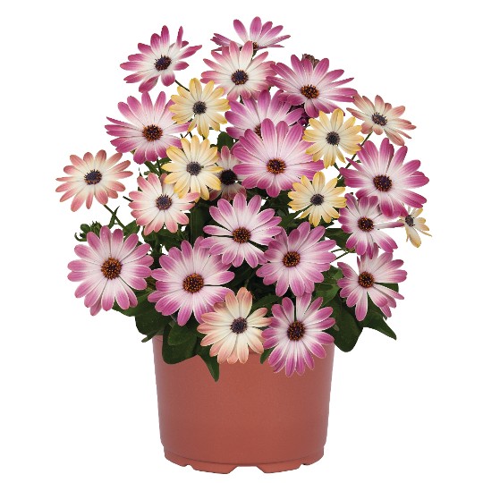 Margarita Pink Bicolor 96