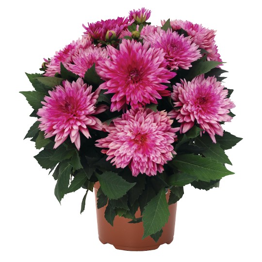 Hypnotica® Electric Pink