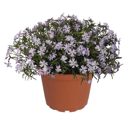 Spring® Lavender