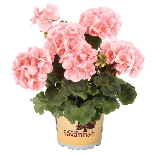 Savannah® Light Salmon