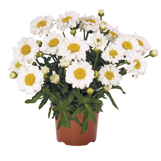 Sweet Daisy® Jane