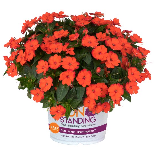 SunStanding® Orange Aurora (H)