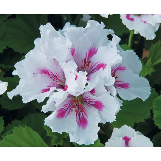 Elegance Royalty White