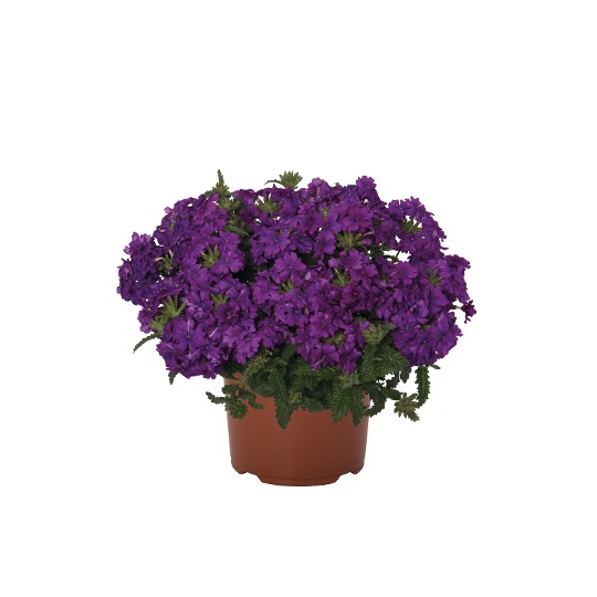 Lindolena Purple
