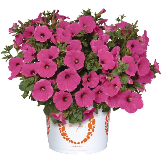 Surprise® Hot Pink