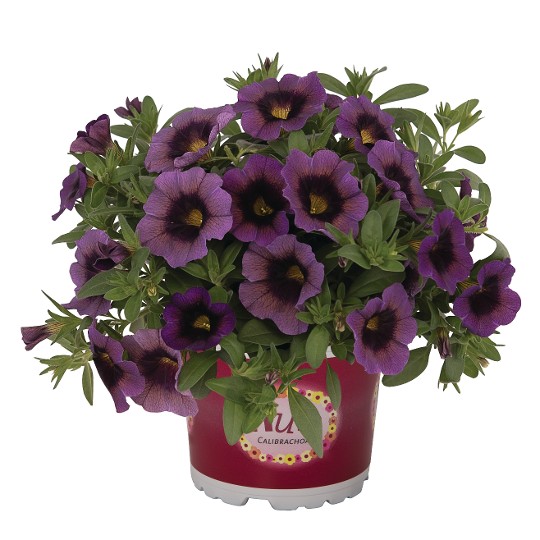 Aloha Kona Hula Amethyst